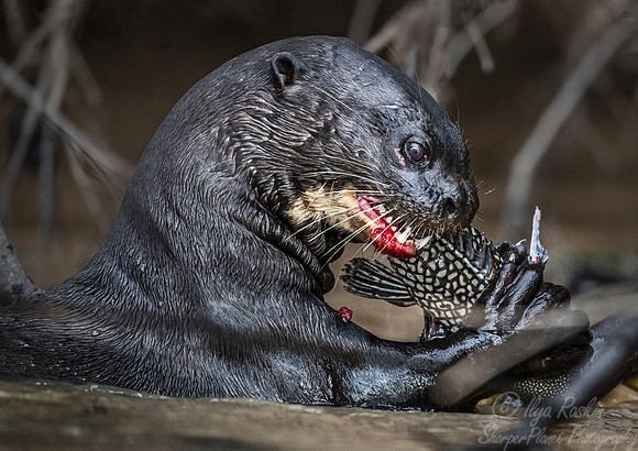 178 Giant Otter (Pteronura brasiliensis) - Pantanal Brazil