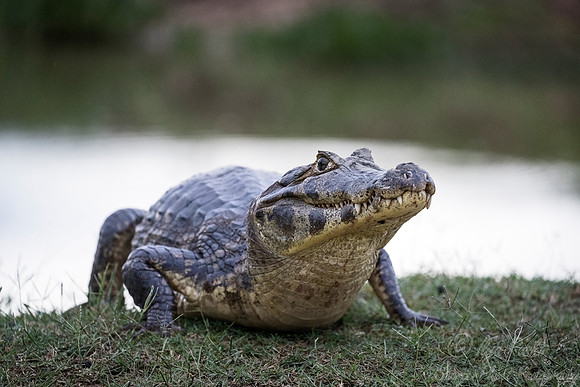 140 Yacare Caiman (Caiman yacare) - Pantanal Brazil