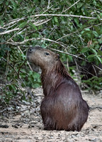 2018 Brazil - Other Animals