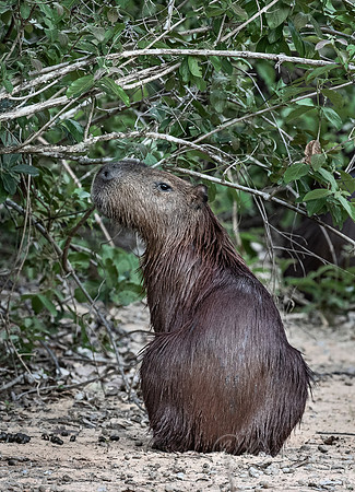 182 Capybara (Hydrochoerus hydrochaeris) - Pantanal Brazil