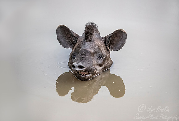 130 South American Tapir (Tapirus terrestris) - Pantanal Brazil