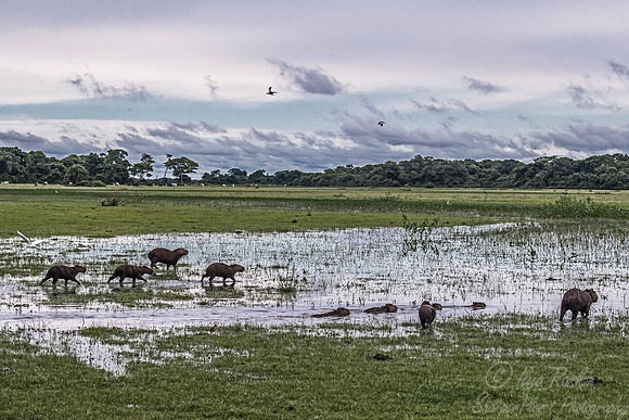 187 Capybaras (Hydrochoerus hydrochaeris) - Pantanal Brazil