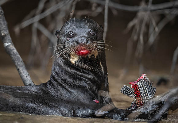 179 Giant Otter (Pteronura brasiliensis) - Pantanal Brazil