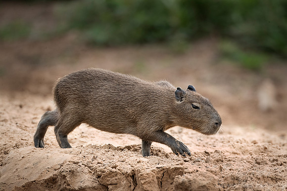 188 Capybara (Hydrochoerus hydrochaeris) - Pantanal Brazil