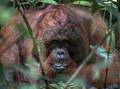 134 Bornean orangutan (Pongo pygmaeus) - Tuanan Research Station Indonesia