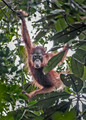 124 Bornean orangutan (Pongo pygmaeus) - Tuanan Research Station Indonesia