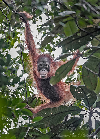 124 Bornean orangutan (Pongo pygmaeus) - Tuanan Research Station Indonesia