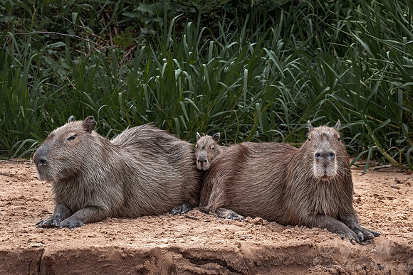185 Capybaras (Hydrochoerus hydrochaeris) - Pantanal Brazil