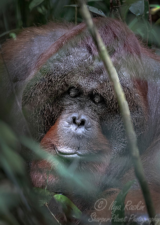 136 Bornean orangutan (Pongo pygmaeus) - Tuanan Research Station Indonesia
