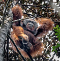 132 Bornean orangutan (Pongo pygmaeus) - Tuanan Research Station Indonesia