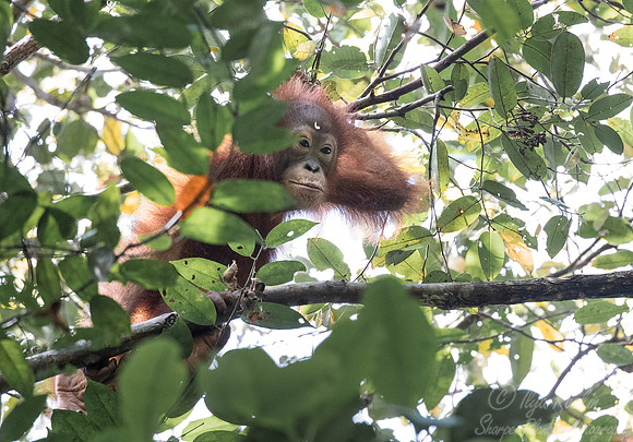 123 Bornean orangutan (Pongo pygmaeus) - Tuanan Research Station Indonesia