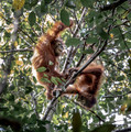 126 Bornean orangutan (Pongo pygmaeus) - Tuanan Research Station Indonesia