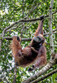 127 Bornean orangutan (Pongo pygmaeus) - Tuanan Research Station Indonesia