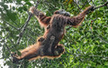 131 Bornean orangutan (Pongo pygmaeus) - Tuanan Research Station Indonesia
