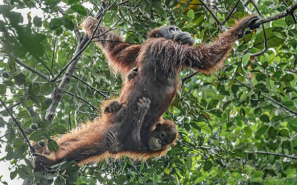 131 Bornean orangutan (Pongo pygmaeus) - Tuanan Research Station Indonesia