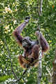 129 Bornean orangutan (Pongo pygmaeus) - Tuanan Research Station Indonesia