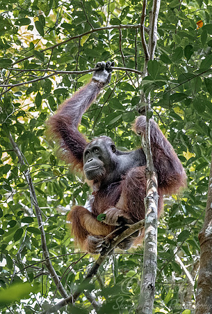 129 Bornean orangutan (Pongo pygmaeus) - Tuanan Research Station Indonesia