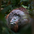 135 Bornean orangutan (Pongo pygmaeus) - Tuanan Research Station Indonesia