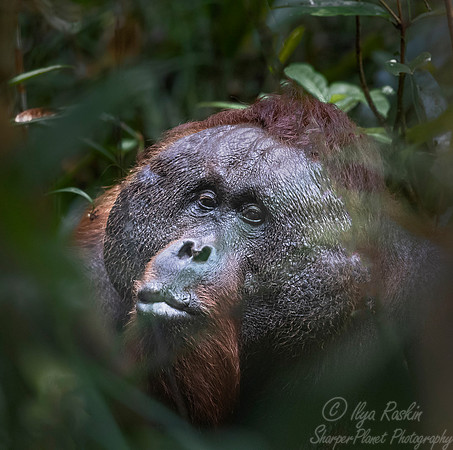 135 Bornean orangutan (Pongo pygmaeus) - Tuanan Research Station Indonesia