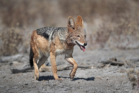 362 Black-backed jackal (Canis mesomelas) - Moremi region - Botswana