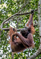128 Bornean orangutan (Pongo pygmaeus) - Tuanan Research Station Indonesia