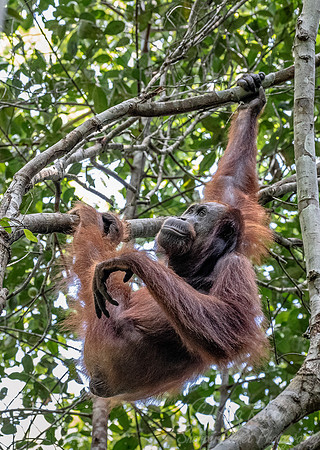 128 Bornean orangutan (Pongo pygmaeus) - Tuanan Research Station Indonesia