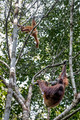 130 Bornean orangutan (Pongo pygmaeus) - Tuanan Research Station Indonesia