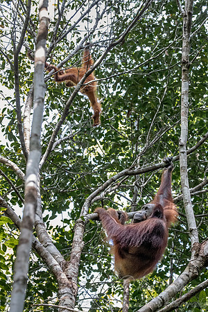 130 Bornean orangutan (Pongo pygmaeus) - Tuanan Research Station Indonesia
