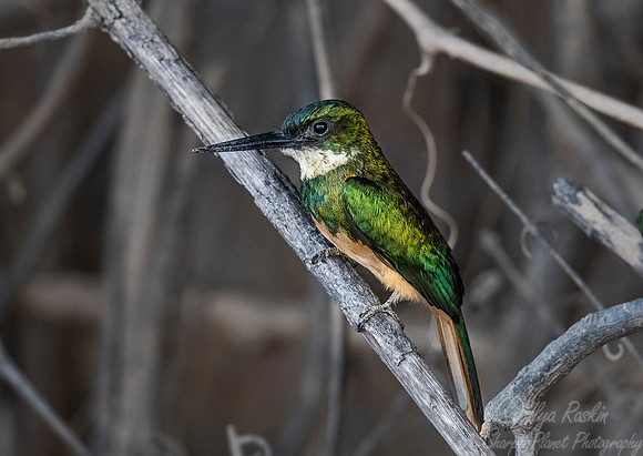 208 Rufous-tailed Jacamar (Galbula ruficauda) - Pantanal Brazil