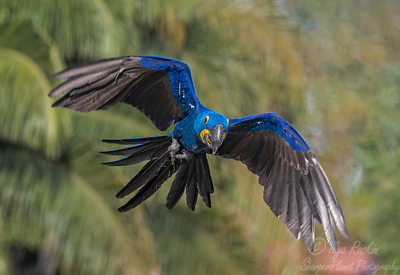 195 Hyacinth Macaw (Anodorhynchus hyacinthinus) - Pantanal Brazil