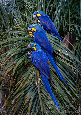 200 Hyacinth Macaws (Anodorhynchus hyacinthinus) - Pantanal Brazil