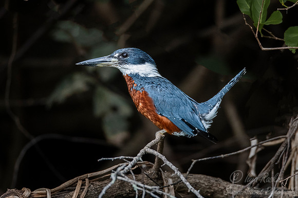 205 Ringed Kingfisher (Megaceryle torquata) - Pantanal Brazil
