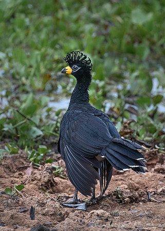 188 Bare-faced Curassow male (Crax fasciolata) - Pantanal Brazil