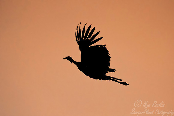 191 Black-fronted Piping Guan (Pipile jacutinga) - Pantanal Brazil