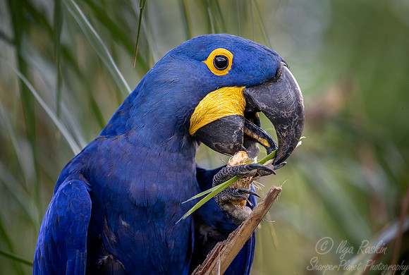 198 Hyacinth Macaw (Anodorhynchus hyacinthinus) - Pantanal Brazil