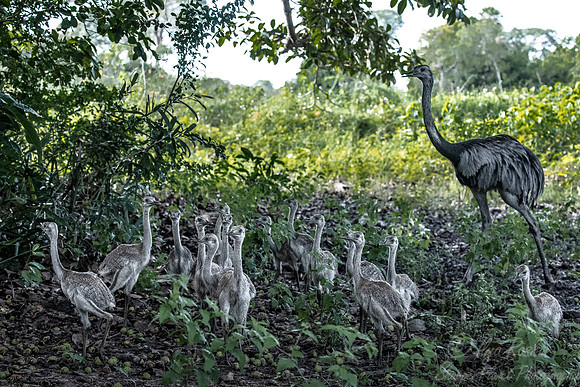 193 Greater Rhea (Rhea americana) - Pantanal Brazil