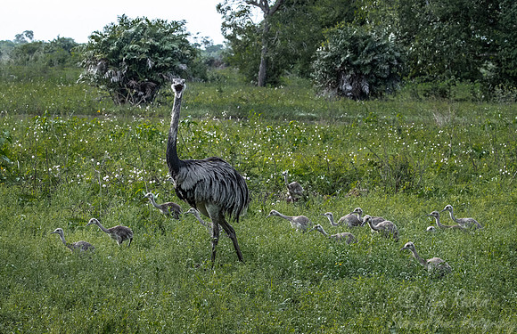 192 Greater Rhea (Rhea americana) - Pantanal Brazil