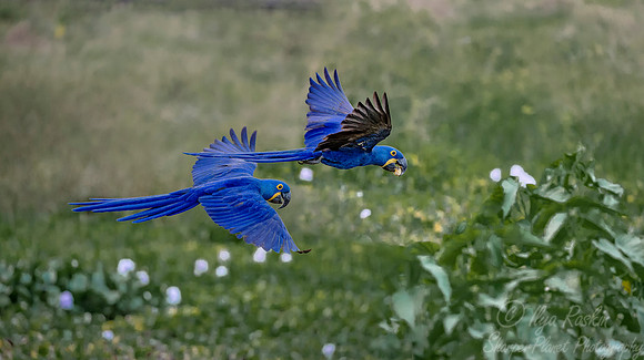 194 Hyacinth Macaws (Anodorhynchus hyacinthinus) - Pantanal Brazil
