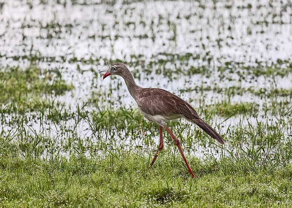 203 Red-legged Seriema (Cariama cristata) - Pantanal Brazil
