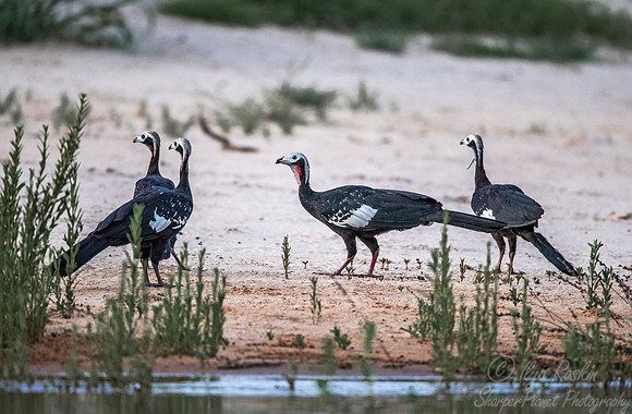 190 Black-fronted Piping Guans (Pipile jacutinga) - Pantanal Brazil