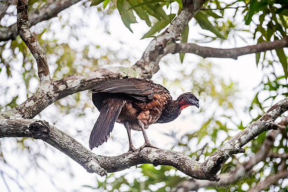 189 Chestnut-bellied Guan (Penelope ochrogaster) - Pantanal Brazil