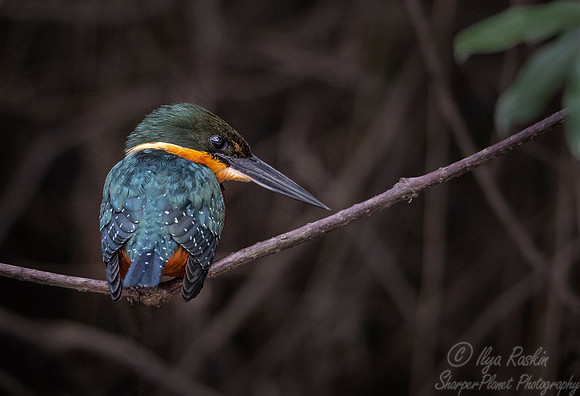 207 Green-and-rufous Kingfisher (Chloroceryle inda) - Pantanal Brazil
