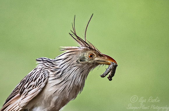 202 Guira Cuckoo (Guira guira) - Pantanal Brazil