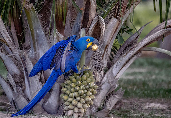 197 Hyacinth Macaw (Anodorhynchus hyacinthinus) - Pantanal Brazil