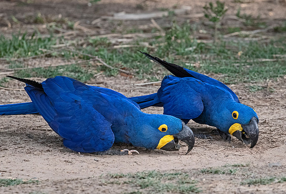 196 Hyacinth Macaws (Anodorhynchus hyacinthinus) - Pantanal Brazil