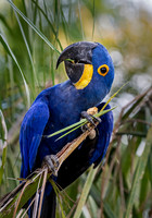 2018 Brazil - Birds