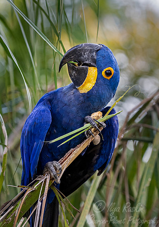 199 Hyacinth Macaw (Anodorhynchus hyacinthinus) - Pantanal Brazil