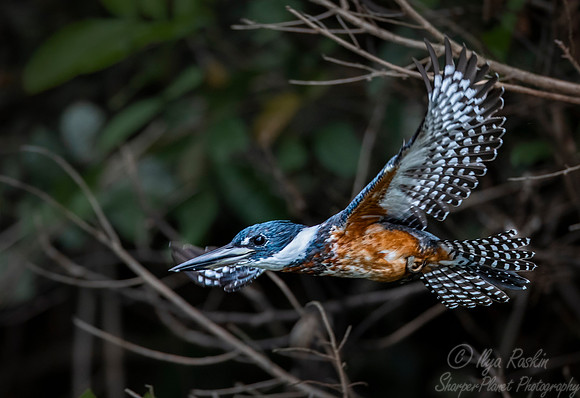 204 Ringed Kingfisher (Megaceryle torquata) - Pantanal Brazil
