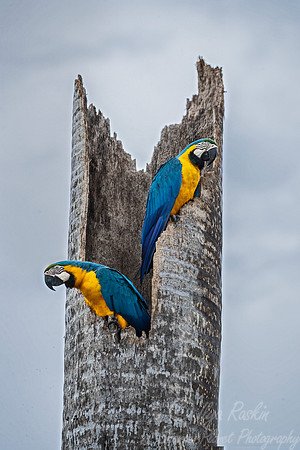 201 Blue-and-yellow Macaw (Ara ararauna) - Pantanal Brazil