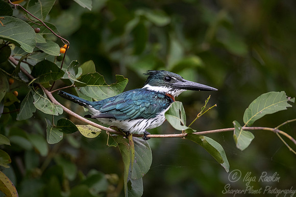 206 Amazon Kingfisher (Chloroceryle amazona) - Pantanal Brazil